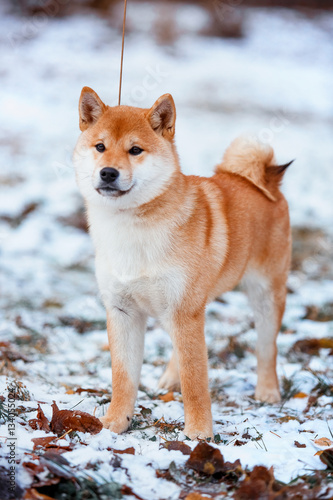 Redhead dog Japanese Shiba Inu