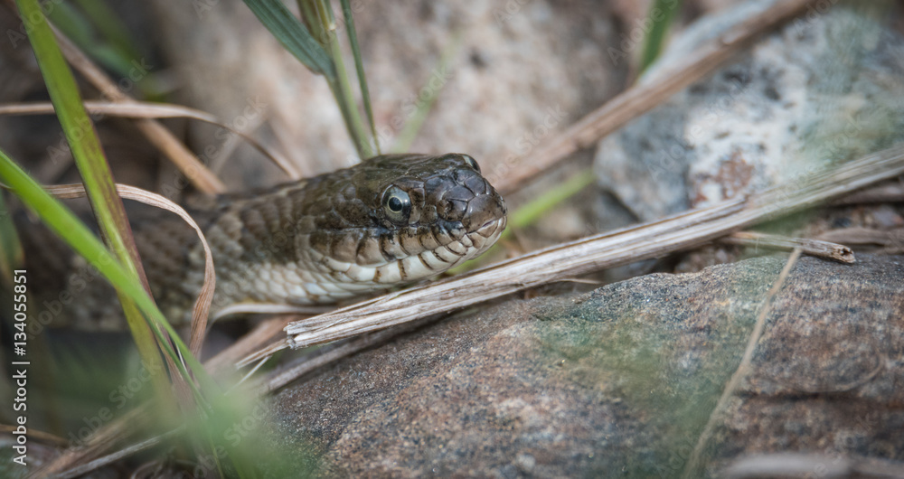 Ever common Garter snake, this one sporting a dent in its nose, remains still in the grass as it hunts for prey. Looks right at the camera. Ever common Garter snake, this one sporting a dent in its nose, remains still in the grass as it hunts for prey. Looks right at the camera.