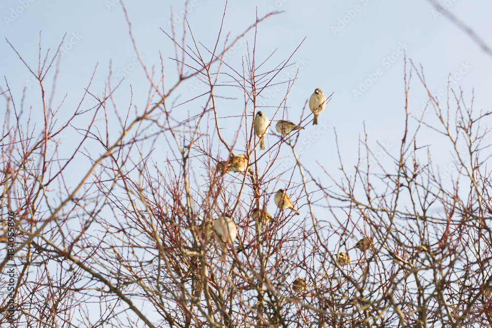 Flock of sparrows on the tree Flock of sparrows on the tree