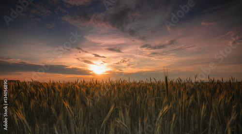 Wheat field at sunset, picture of the wheat crops in the summer time during sunset.