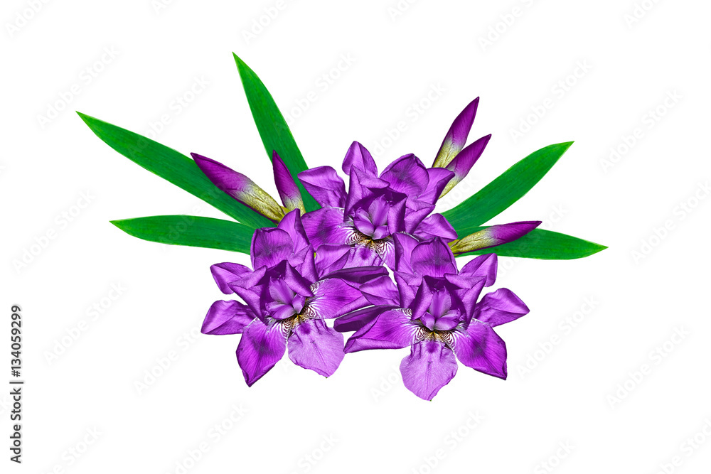 spring flowers iris isolated on white background. spring flowers iris isolated on white background.