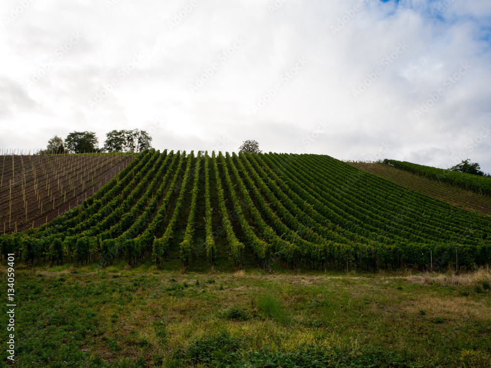 View of vineyard meadow in remich luxembourg