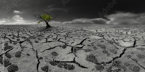 Canvas Print Lonely tree in a post-apocalyptic desert landscape