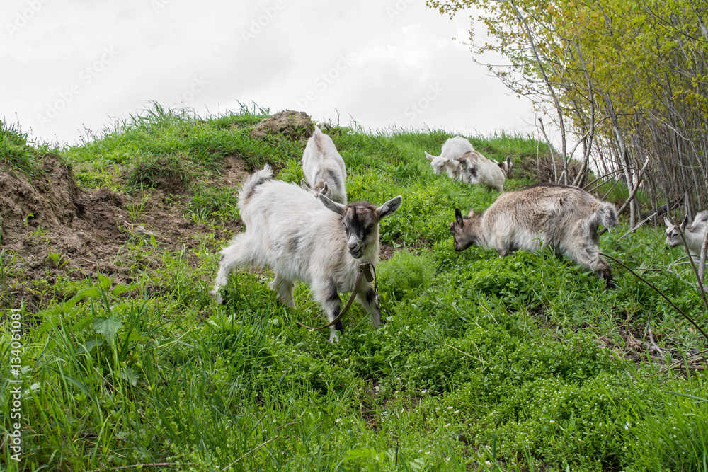 Fototapeta premium Goats eat grass on a hill, May, spring, Brest, Belarus,