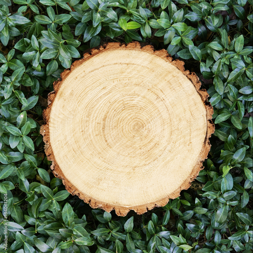 Tree stum cut down outside in the forest among green leaves background. Natural flat empty space Tree stum cut down outside in the forest among green leaves background. Natural flat empty space