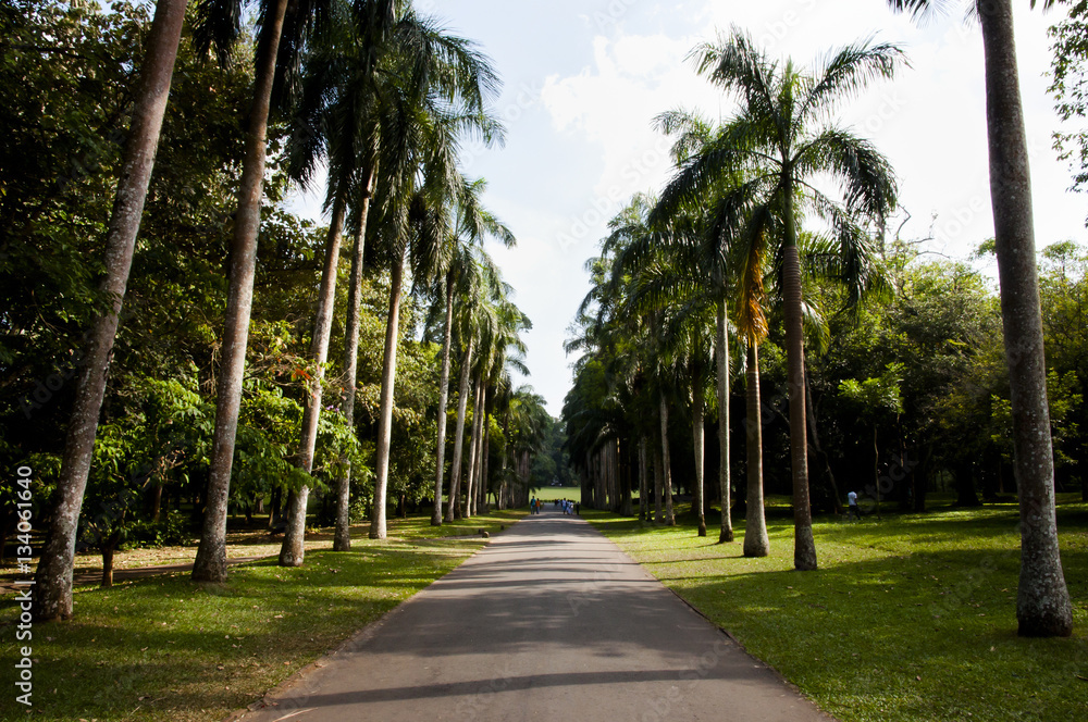 Peradeniya Royal Botanical Gardens - Kandy - Sri Lanka