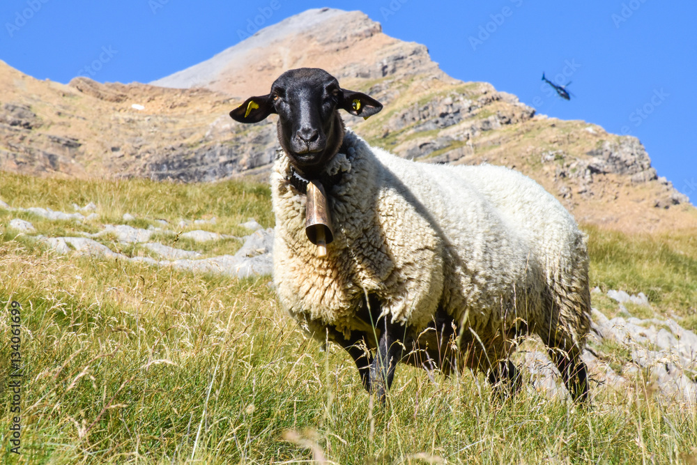Fototapeta premium Sheep in the mountain backed up by a helicopter