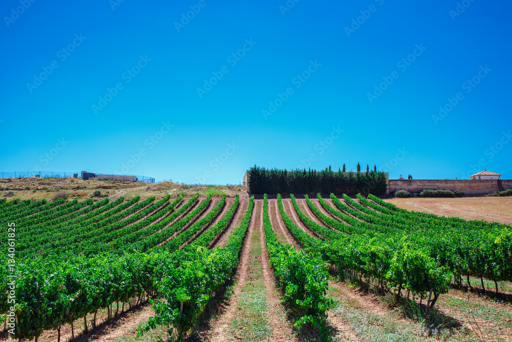 Rows of vines in the field in Spain