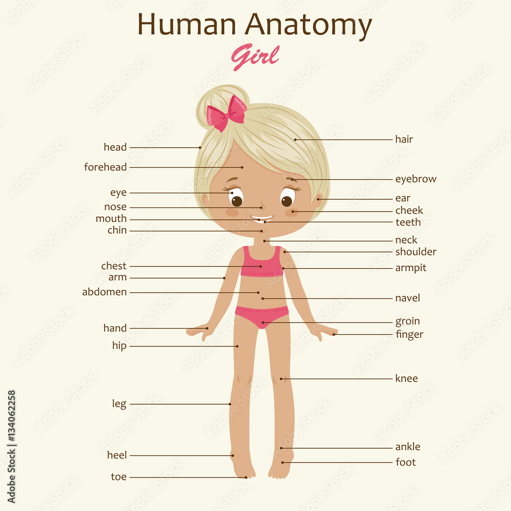 Human body anatomy. Little girl. Stock Vector Adobe Stock