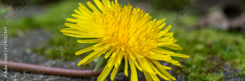 L  wenzahn - Taraxacum officinale