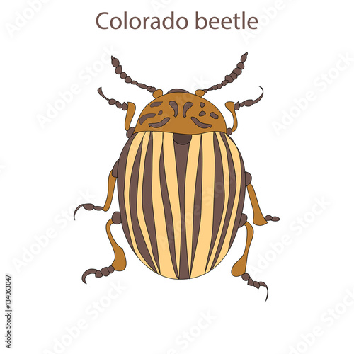 Colorado beetles on an isolated background © nata_art