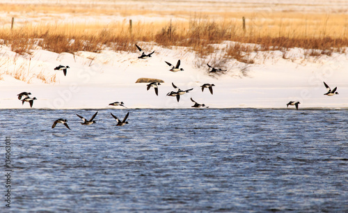 Ducks flying.