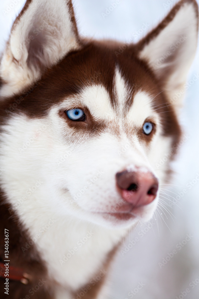 Portrait of bue eyed husky dog Portrait of bue eyed husky dog