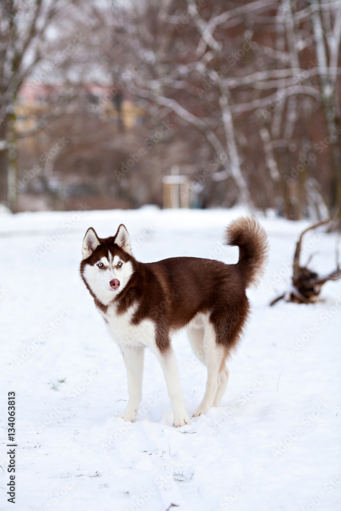 Husky playing in the snow