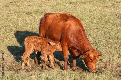Neugeborenes Kalb mit Mutter auf der Wiese, Mutterkuhhaltung 