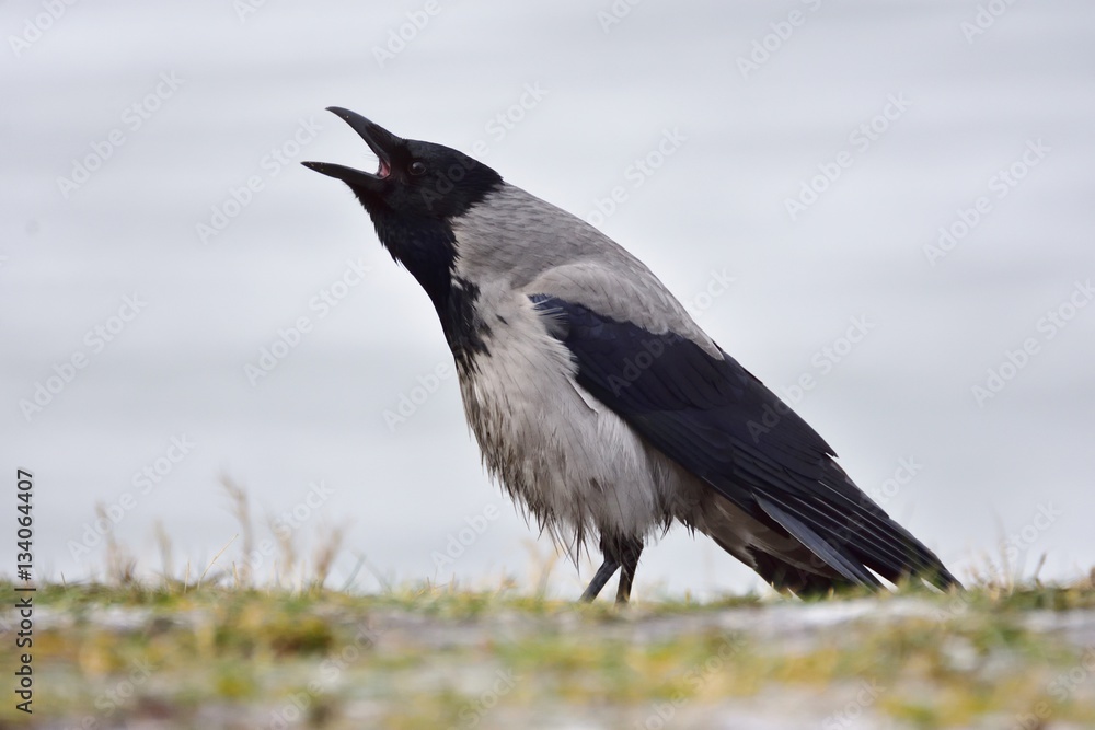Fototapeta premium Hooded crow (Corvus cornix, hoodie) 