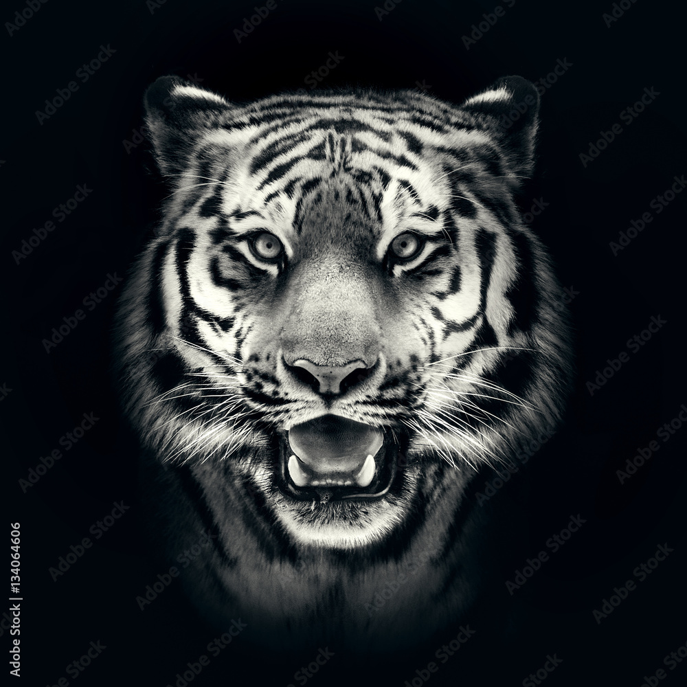 Naklejka premium Tygrys twarz na czarnym tle