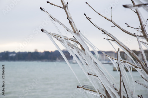 Forzen trees in Geneva after a winter storm.