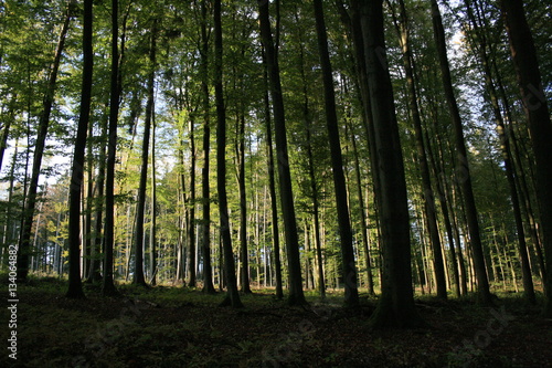 Grüner Wald im Sommer © calla