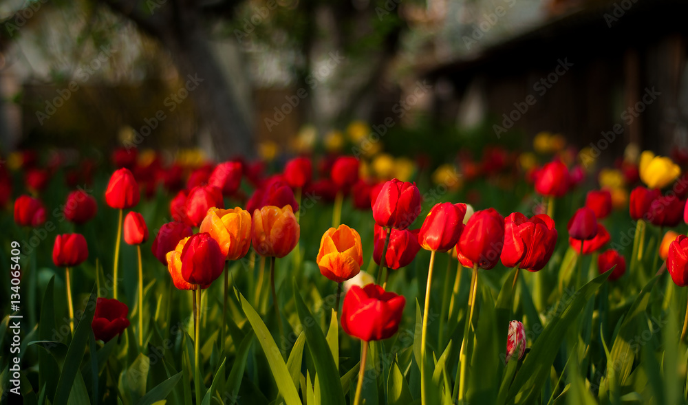 Flower tulips background. Beautiful view of red, orange and yellow tulips in the garden. Flower tulips background. Beautiful view of red, orange and yellow tulips in the garden.
