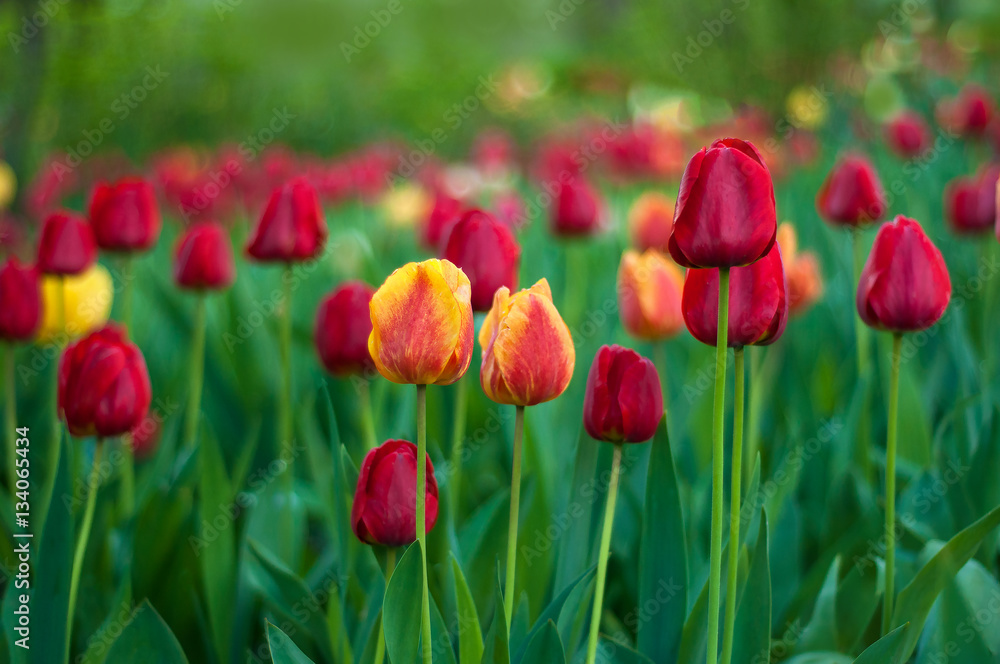 Flower tulips background. Beautiful view of red, orange and yellow tulips in the garden. Flower tulips background. Beautiful view of red, orange and yellow tulips in the garden.