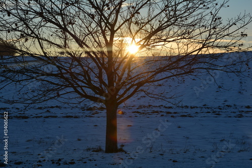 Ein Kastanien - Baum  (Quercoideae ) beim Sonnenuntergang im Winter mit Schnee 