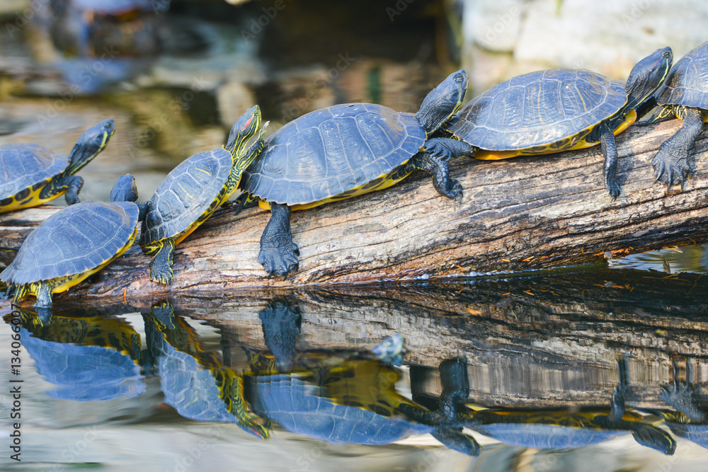 Naklejka premium Water turtles in row marching on a log