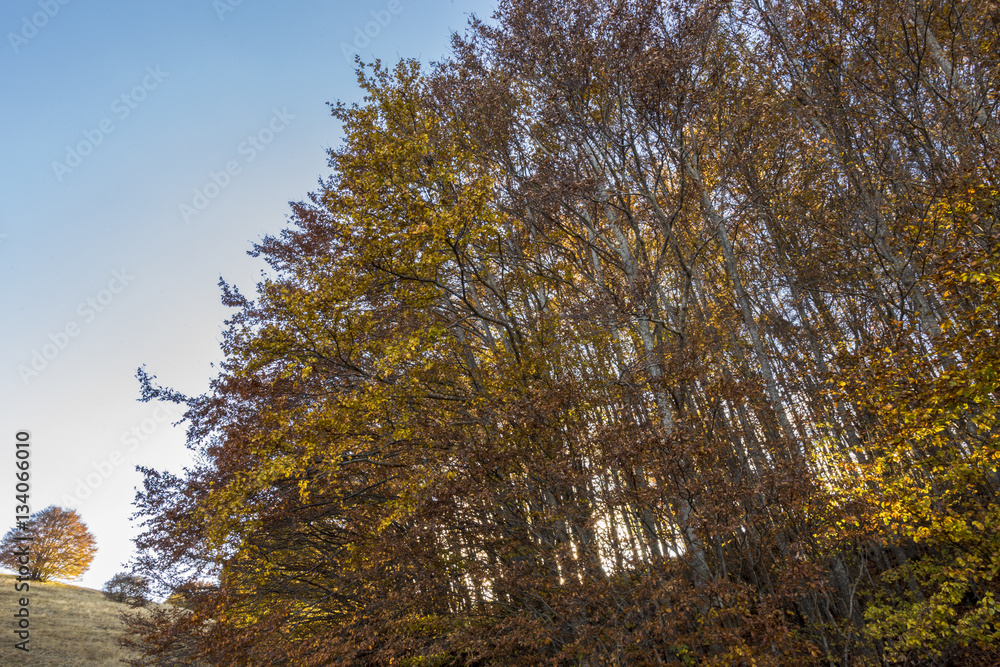 Fototapeta premium Autumn, fall landscape with trees full of colorful, falling leaves, sunny blue sky