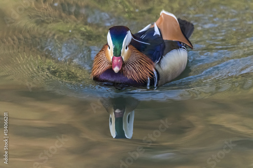 Wallpaper Mural Mandarinente (Aix galericulata) auf dem Saar-Altarm in Saarlouis Torontodigital.ca