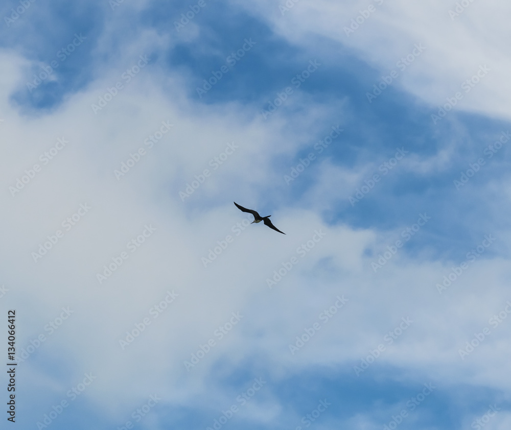 Gaivota voando entre nuvens