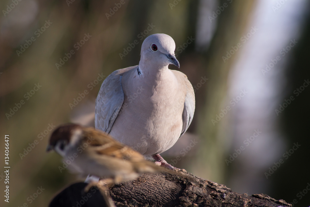 Collared Dove (Streptopelia decaocto) and bird feeding. Collared Dove (Streptopelia decaocto) and bird feeding.