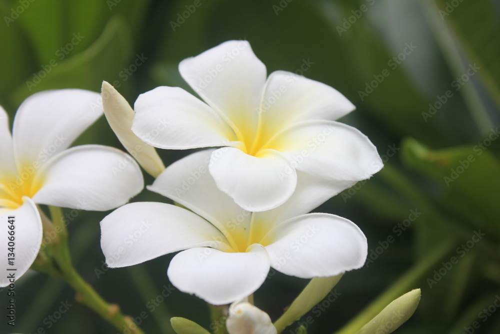 Fototapeta premium flower