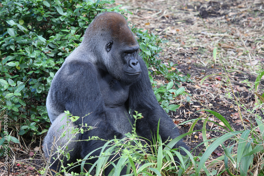 Lowland Gorilla silver back male Lowland Gorilla silver back male