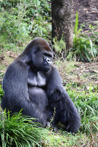 Lowland Gorilla silver back male © Dennis Donohue