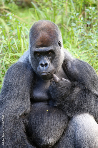 Lowland Gorilla silver back male © Dennis Donohue
