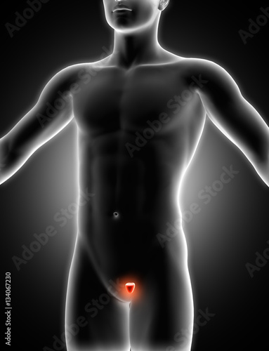 Fényképezés 3D medical image showing prostrate