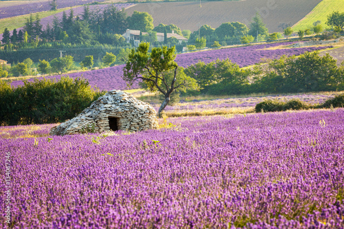 Lavender field with stone cottage, Provence, France, 2013