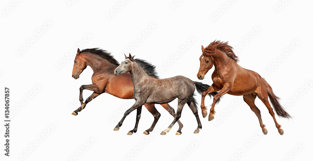 Naklejka premium Herd of beautiful horses that gallop isolated on white background. Three Mustang in motion.