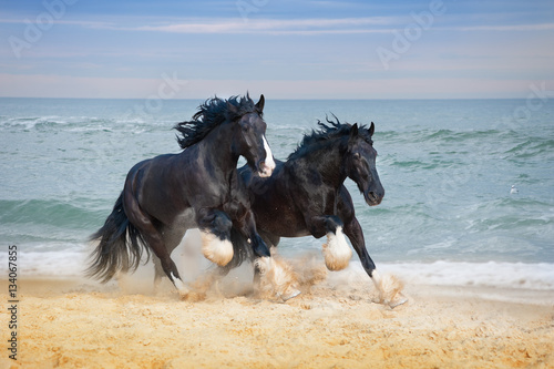 Two beautiful big horses breed Shire gallop along the beach picking up sand against the blue sea.
