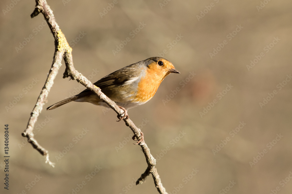 Fototapeta premium European Robin, Erithacus rubecula, Robin, Birds