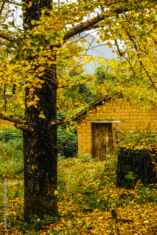 The ginkgo tree scenery in autumn