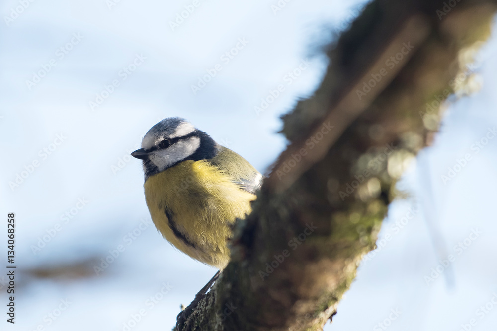 Fototapeta premium Blue Tit, Cyanistes caeruleus