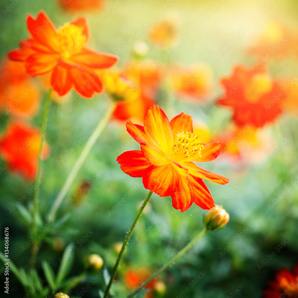 Beautiful red blossoms colorful flowers on field nature landscap Beautiful red blossoms colorful flowers on field nature landscap