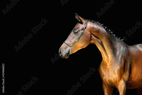 Canvastavla Beautiful young horse on a black background looking to the side
