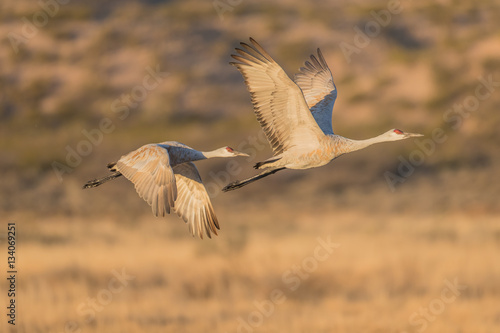 Paired Flight - A pair of sandhill cranes launch from the roosting pond in opposite wingbeats. Bosque del Apache National Wildlife Refuge, New Mexico.