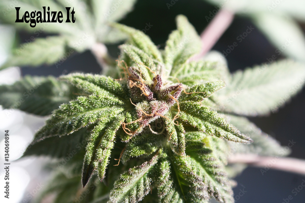 Marijuana Legalize It High Quality Marijuana Legalize It High Quality