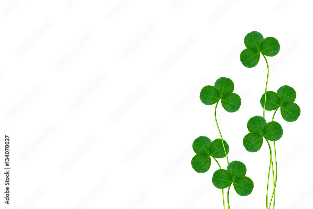 green clover leaves isolated on white background. St.Patrick 's green clover leaves isolated on white background. St.Patrick 's