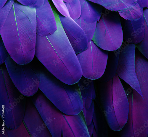 Makro- fotografia błękitni i purpurowi piórka ara.