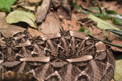 Gaboon Viper