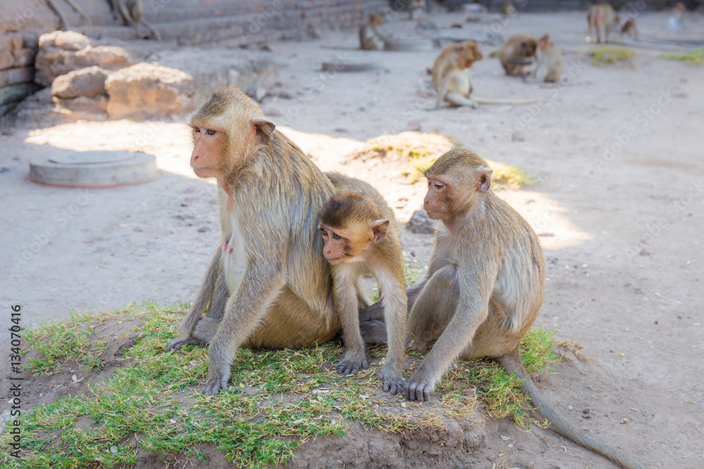 Monkey family sitting in Phra Prang Sam Yot temple, ancient architecture in Lopburi, Thailand. Select focus